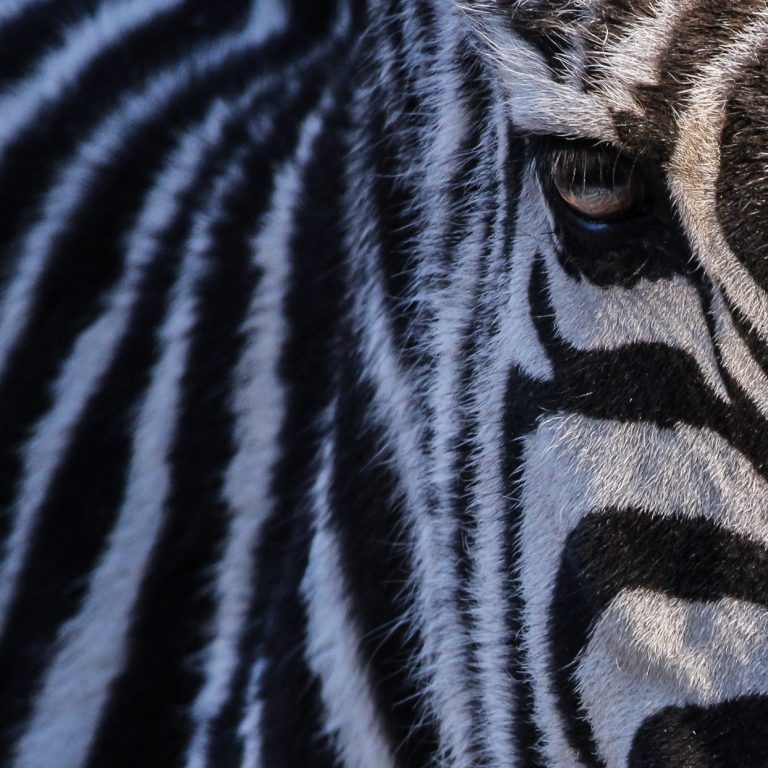 Nahaufnahme eines Zebras mit schwarz-weißem Streifenmuster und einem sichtbaren Auge.